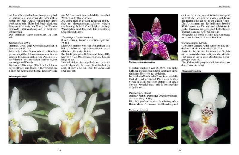 Bromelien, Orchideen und Farne im Tropenterrarium